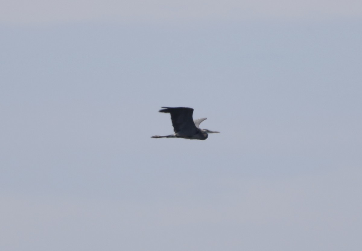 Great Blue Heron - ML638294806