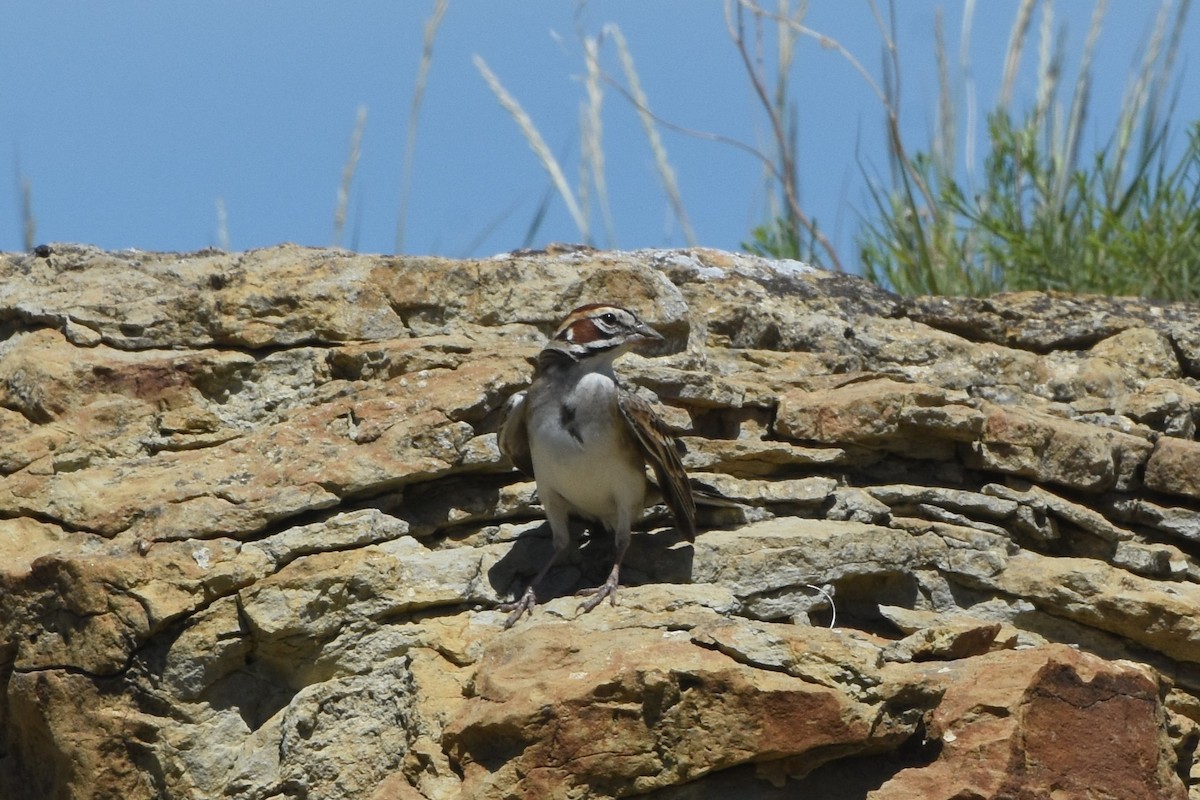 Lark Sparrow - ML638294812