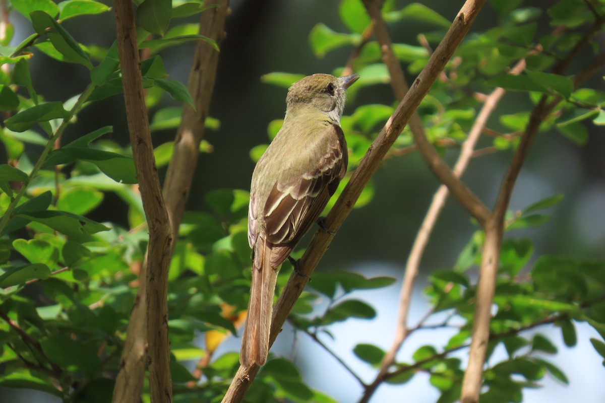 Great Crested Flycatcher - ML638294814