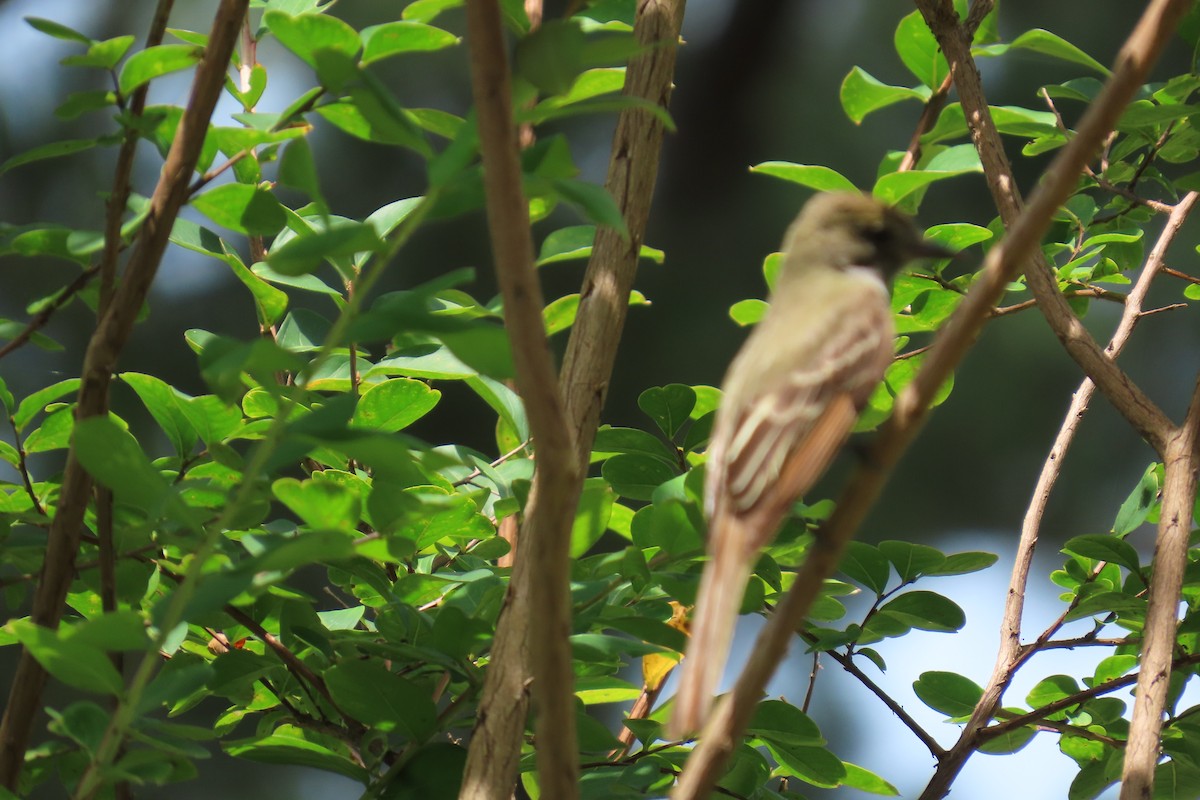 Great Crested Flycatcher - ML638294815