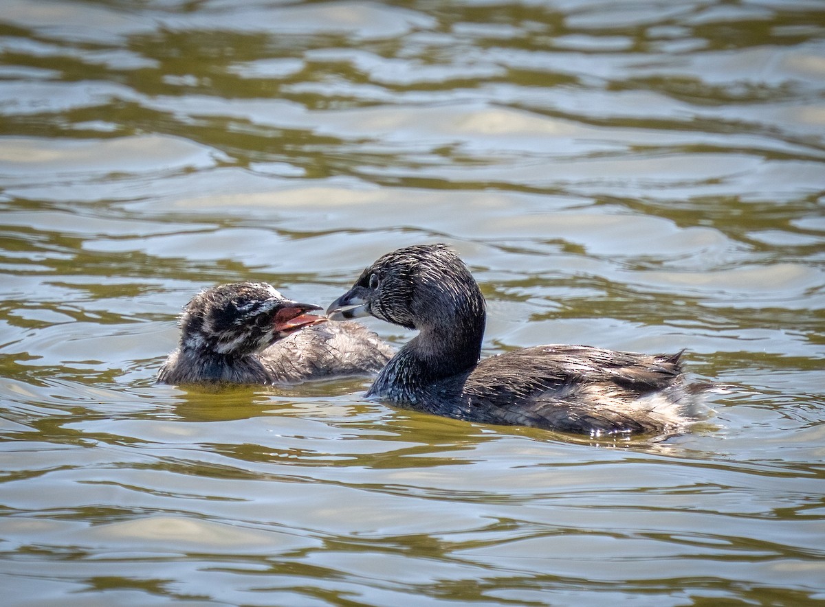 Pied-billed Grebe - ML638294816