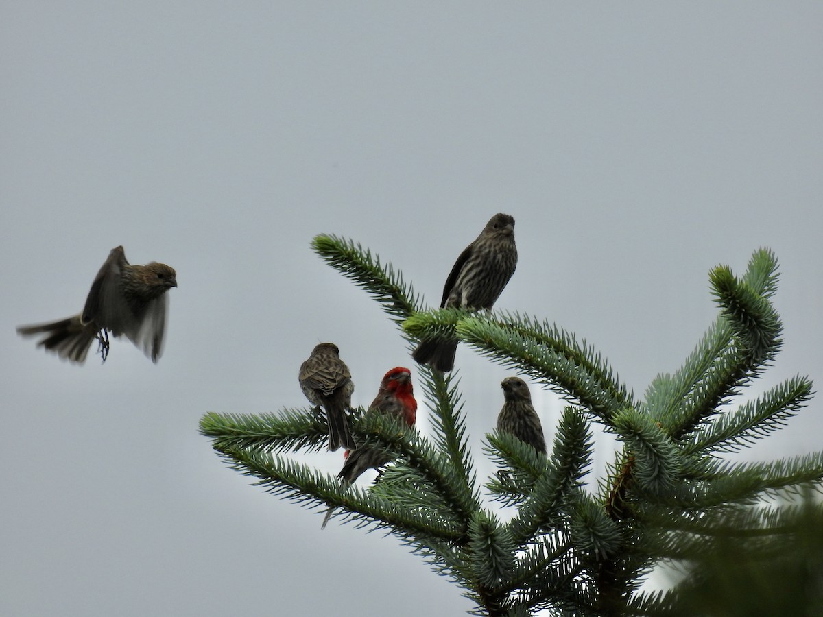 House Finch - ML638294829
