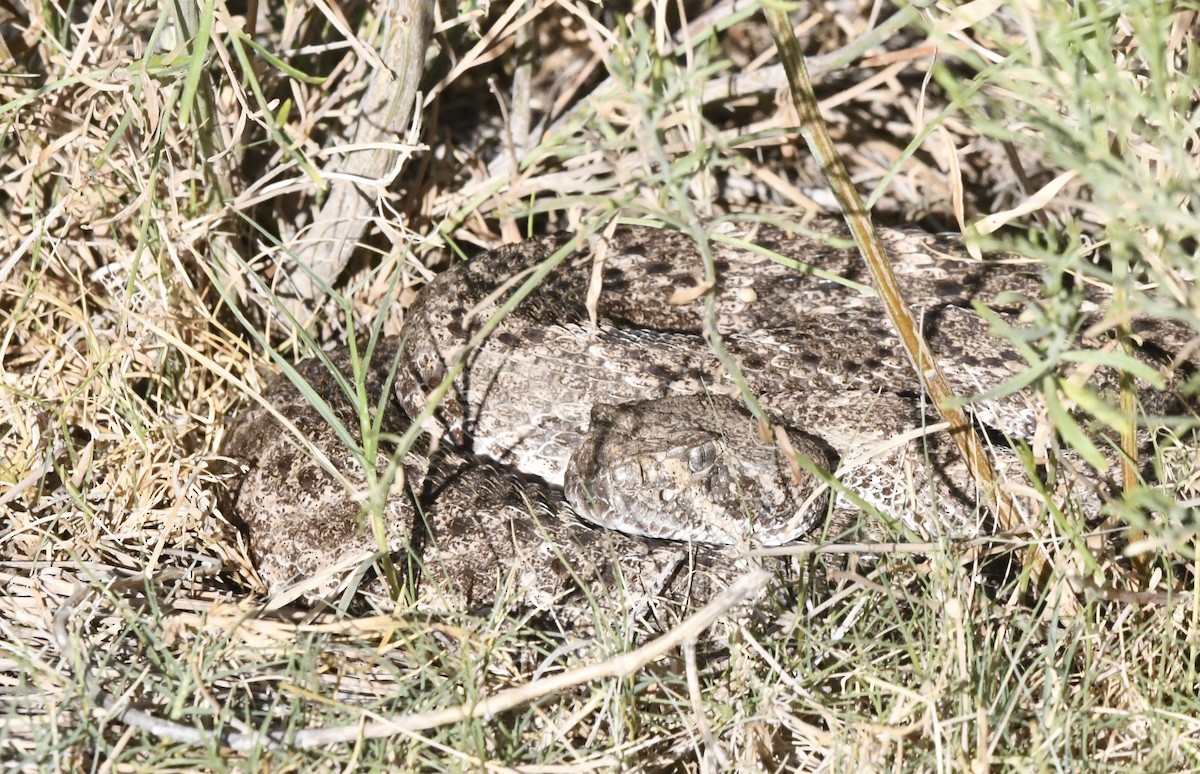 Western Diamond-backed Rattlesnake - ML638294832