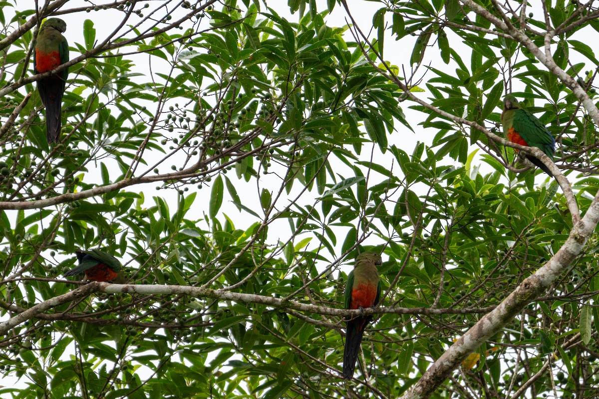Australian King-Parrot - ML638294836