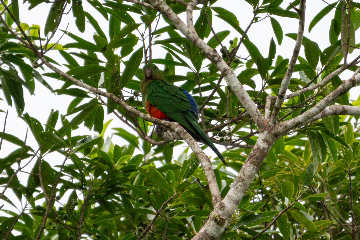 Australian King-Parrot - ML638294837