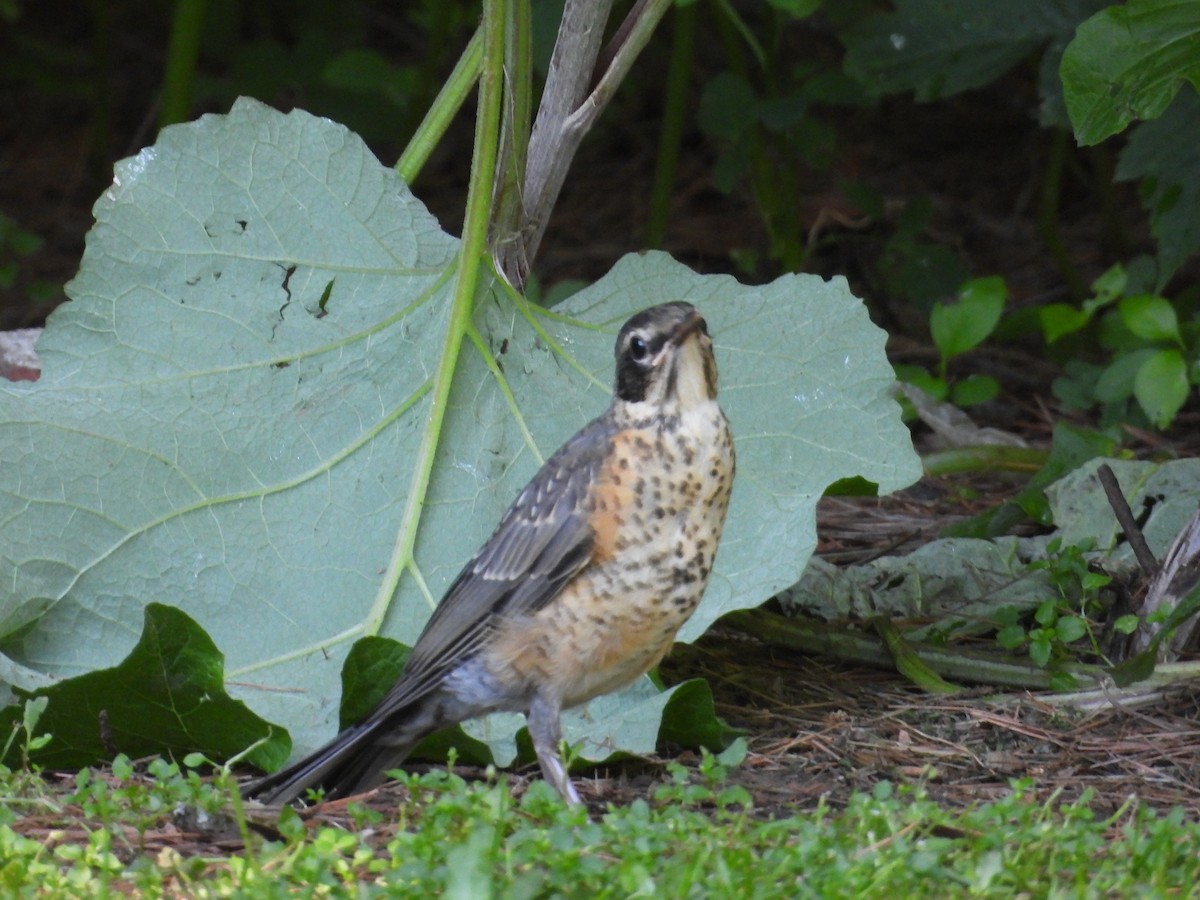 American Robin - ML638294841