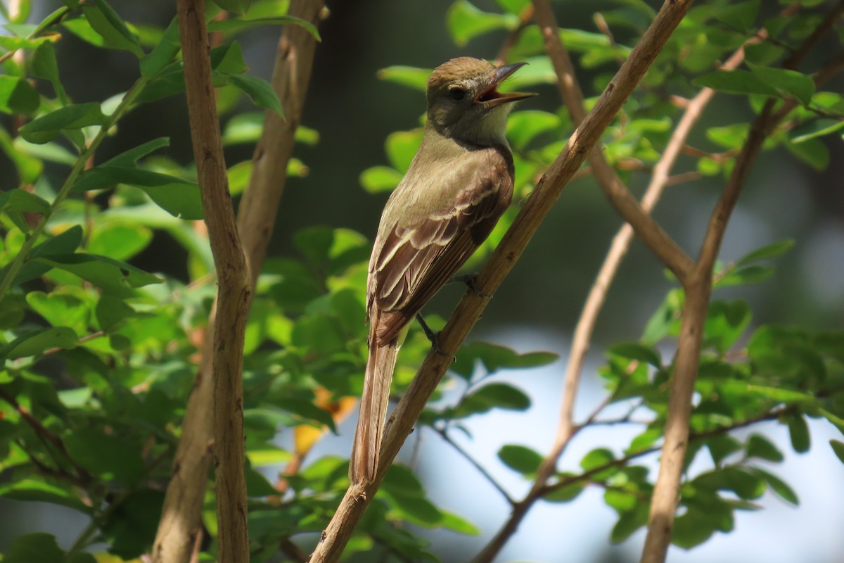 Great Crested Flycatcher - ML638294846