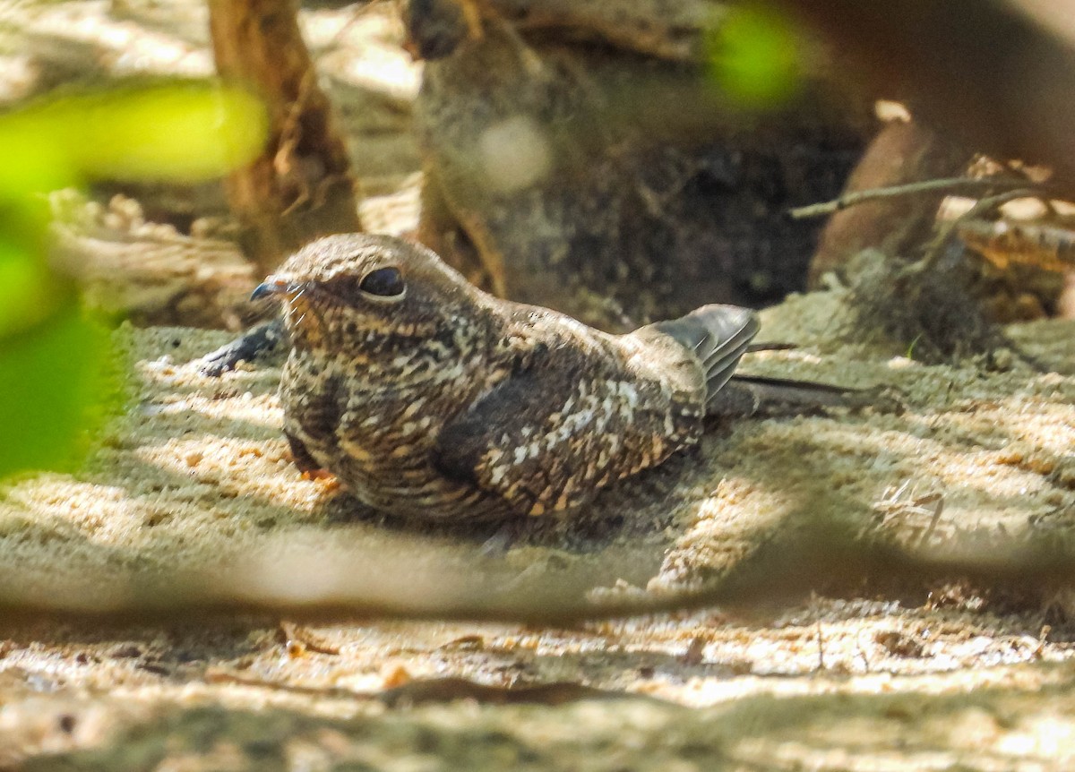 Ladder-tailed Nightjar - ML638294873