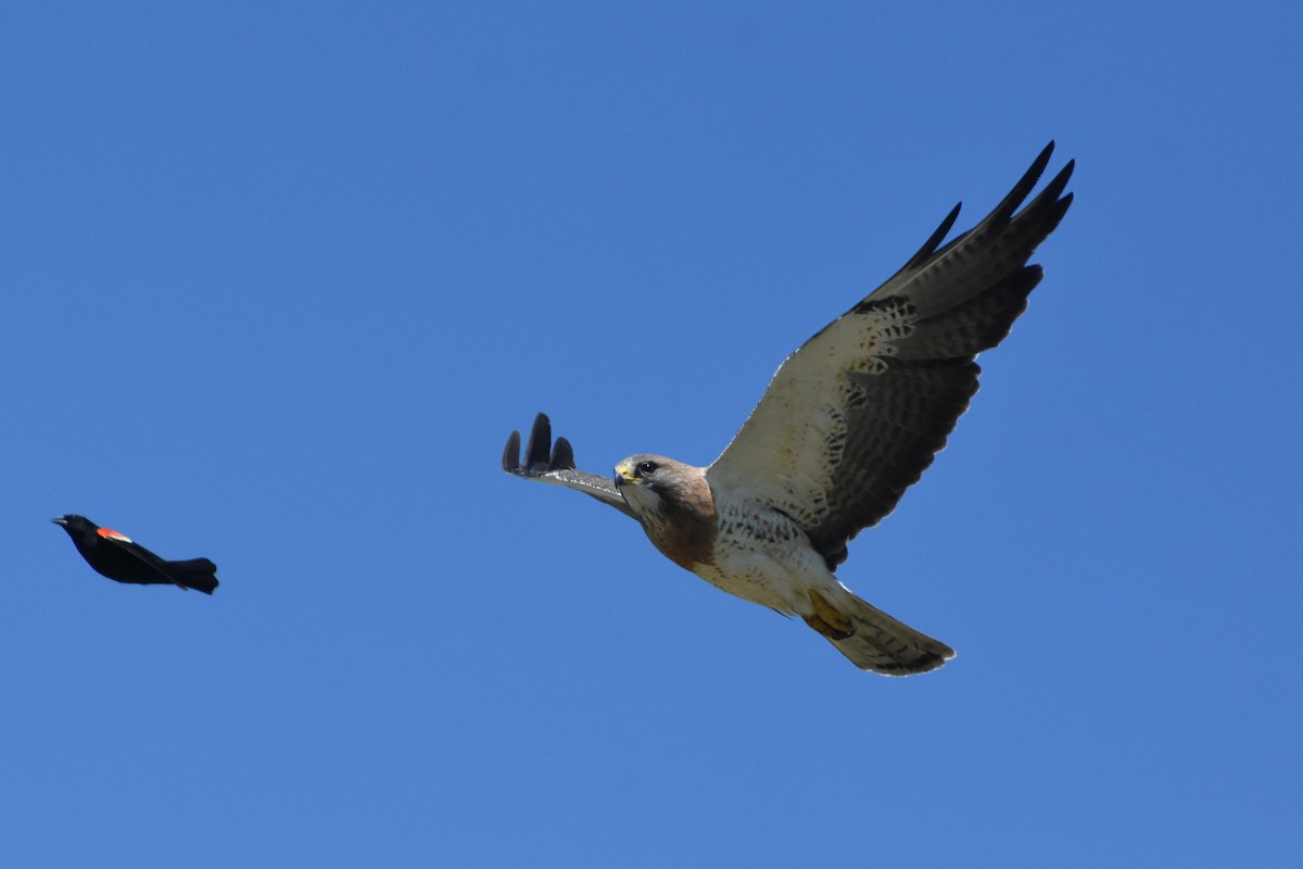 Swainson's Hawk - ML638294874