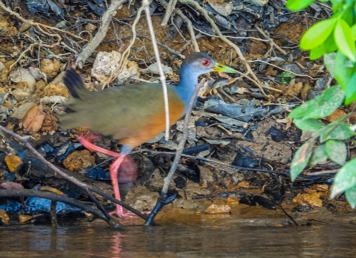 Gray-cowled Wood-Rail - ML638294881