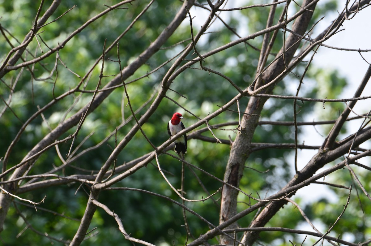 Red-headed Woodpecker - ML638294882