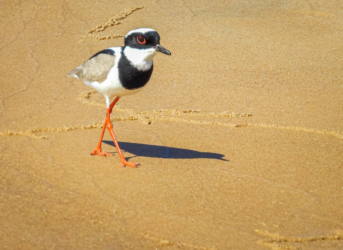 Pied Plover - ML638294886