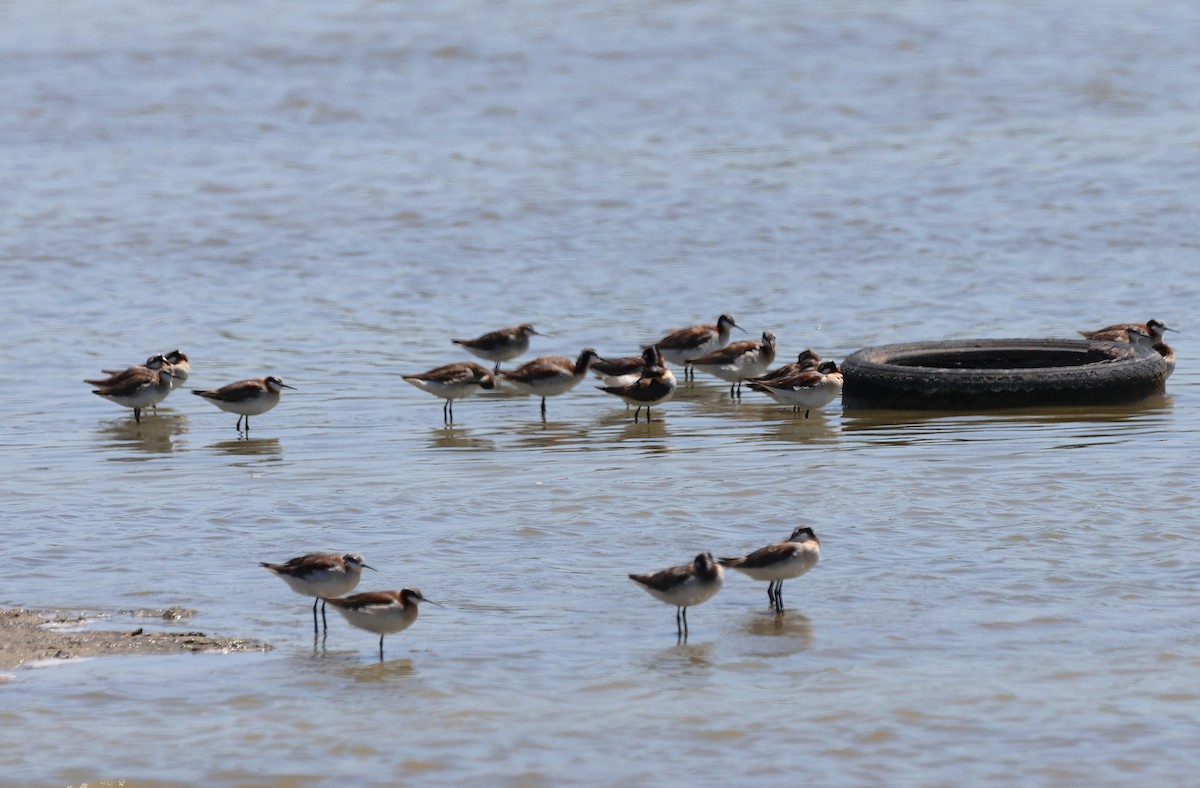 Wilson's Phalarope - ML638294899