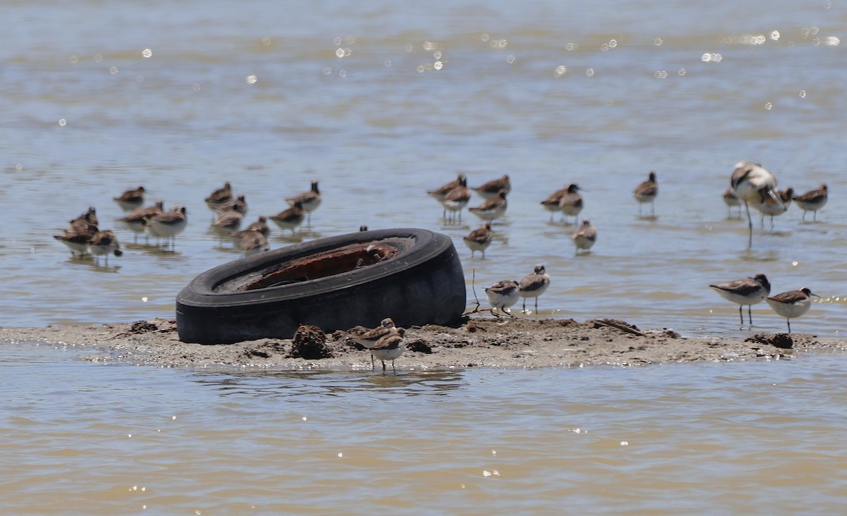 Wilson's Phalarope - ML638294903