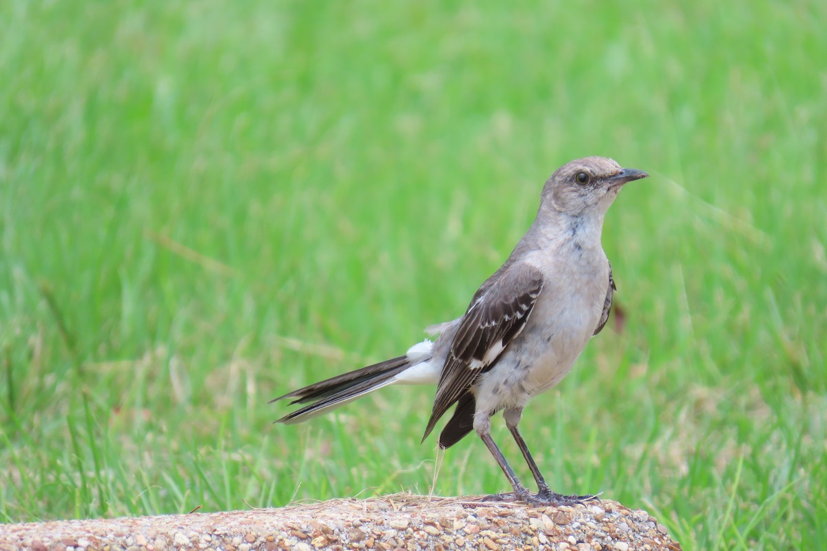 Northern Mockingbird - ML638294907