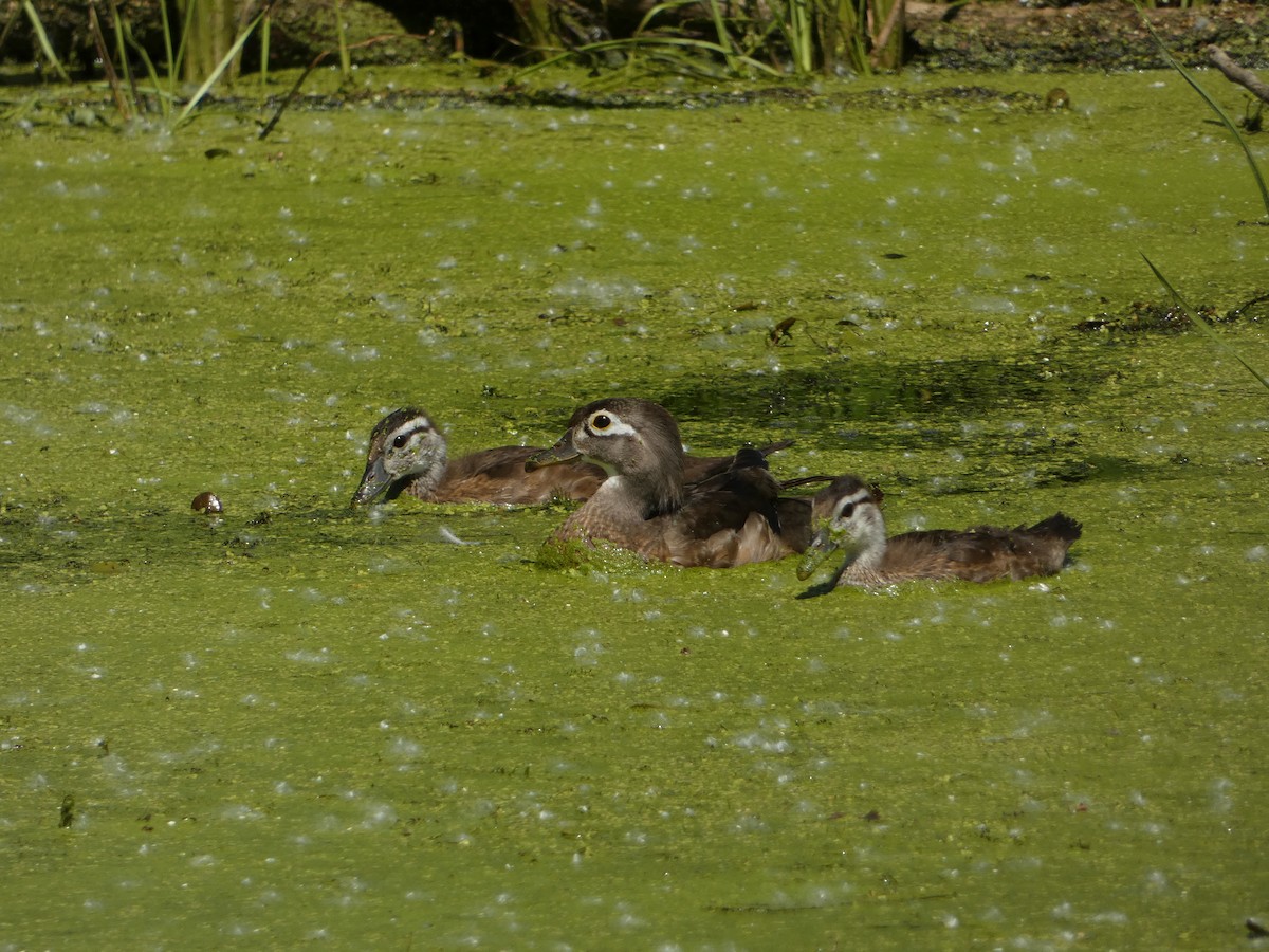 Wood Duck - ML638294910