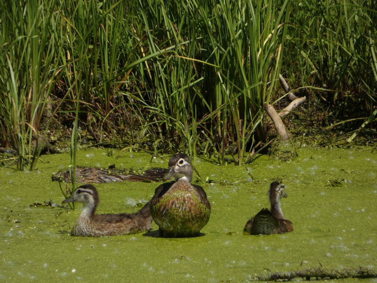 Wood Duck - ML638294912
