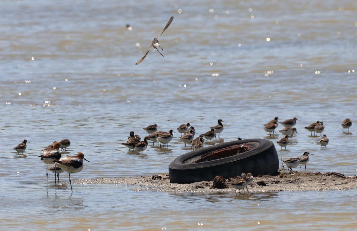 Wilson's Phalarope - ML638294913