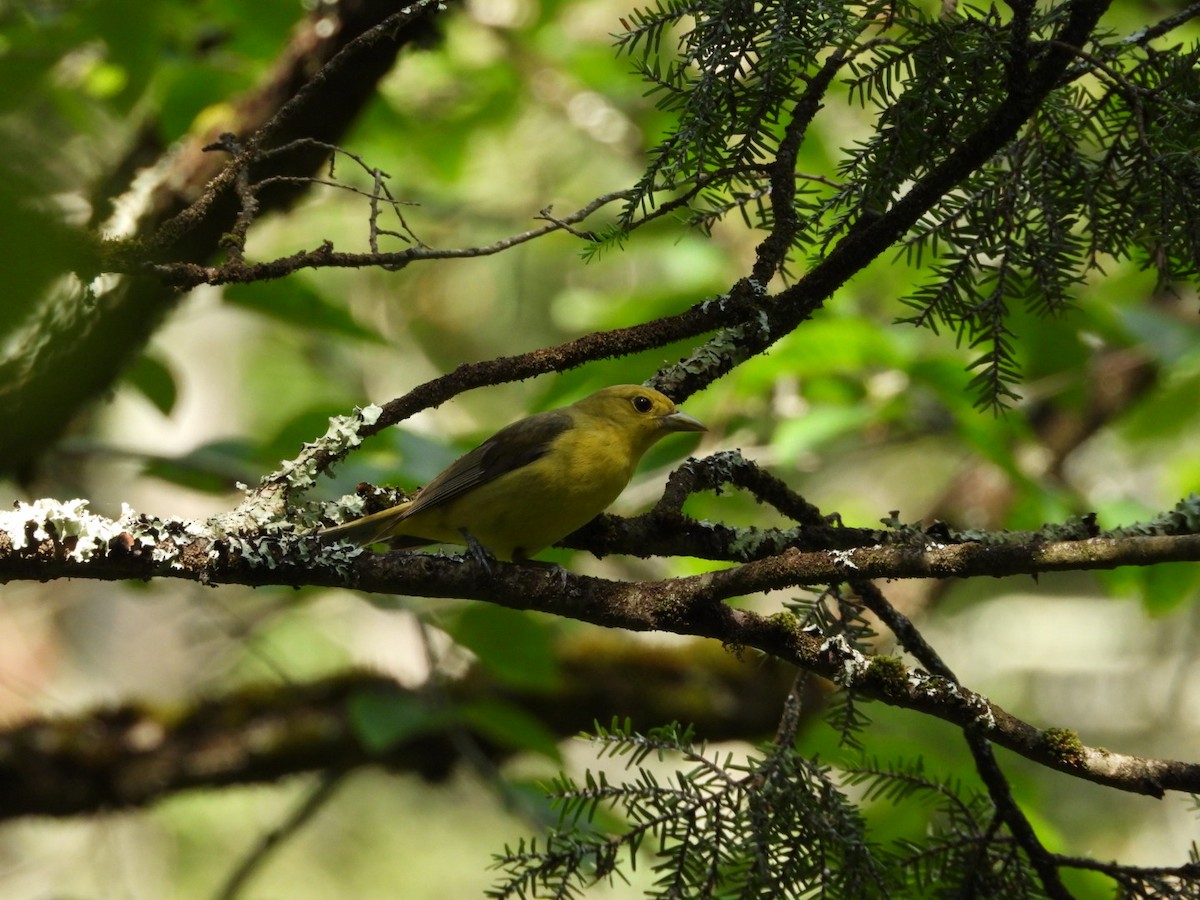 Scarlet Tanager - ML638294916