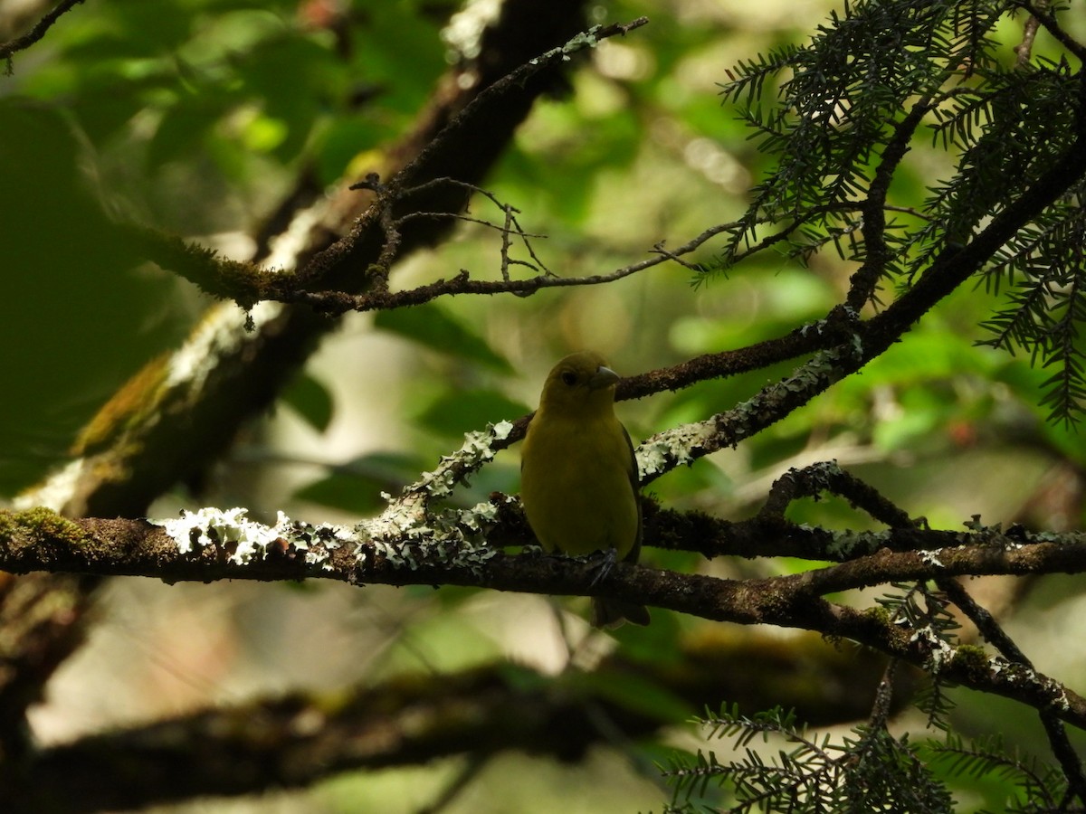 Scarlet Tanager - ML638294917
