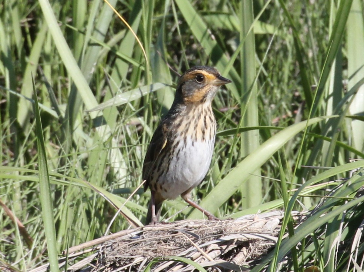Saltmarsh Sparrow - ML638294923