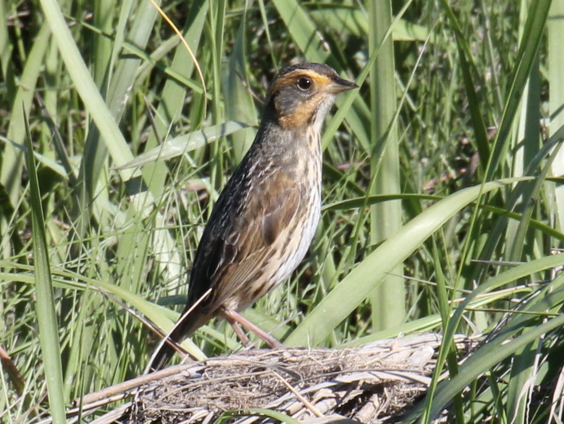 Saltmarsh Sparrow - ML638294924