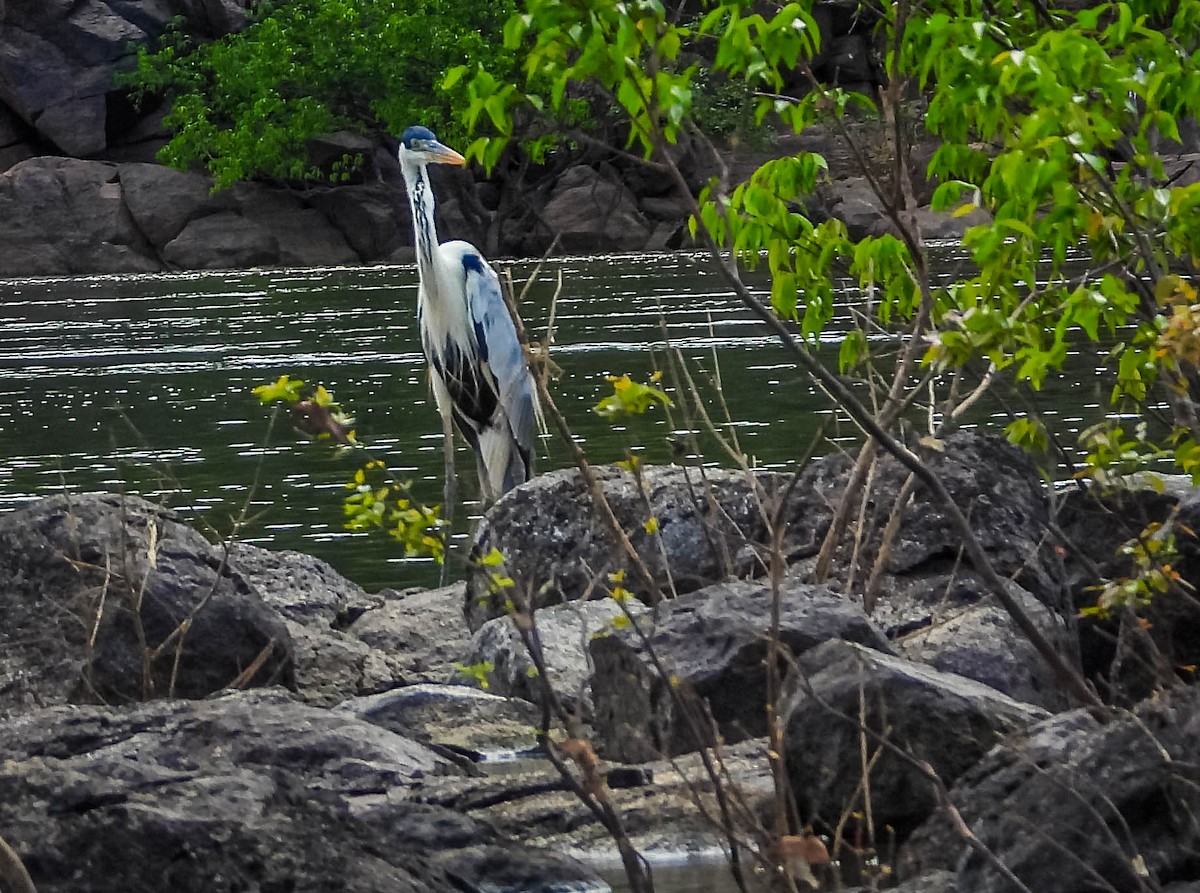 Cocoi Heron - ML638294930