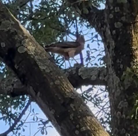 Cooper's Hawk - ML638294941
