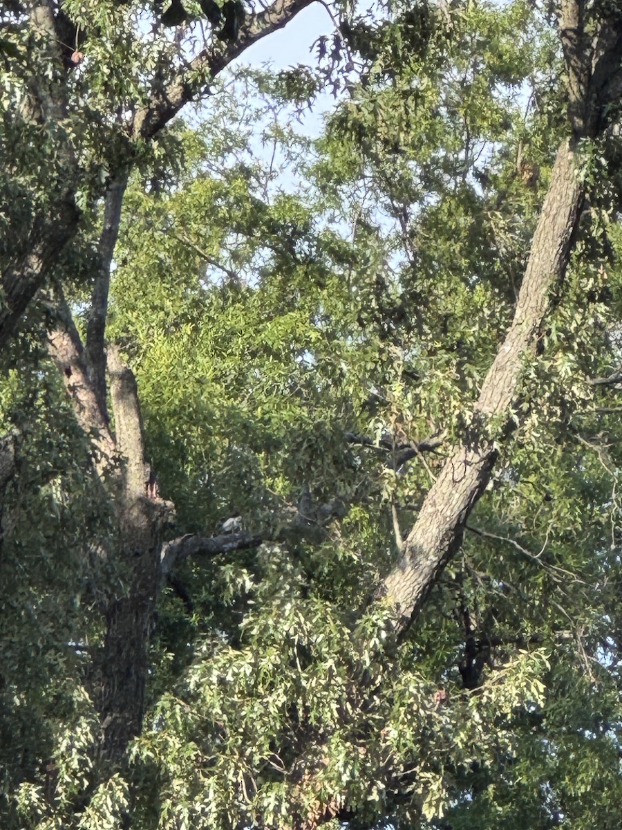 Cooper's Hawk - ML638294942
