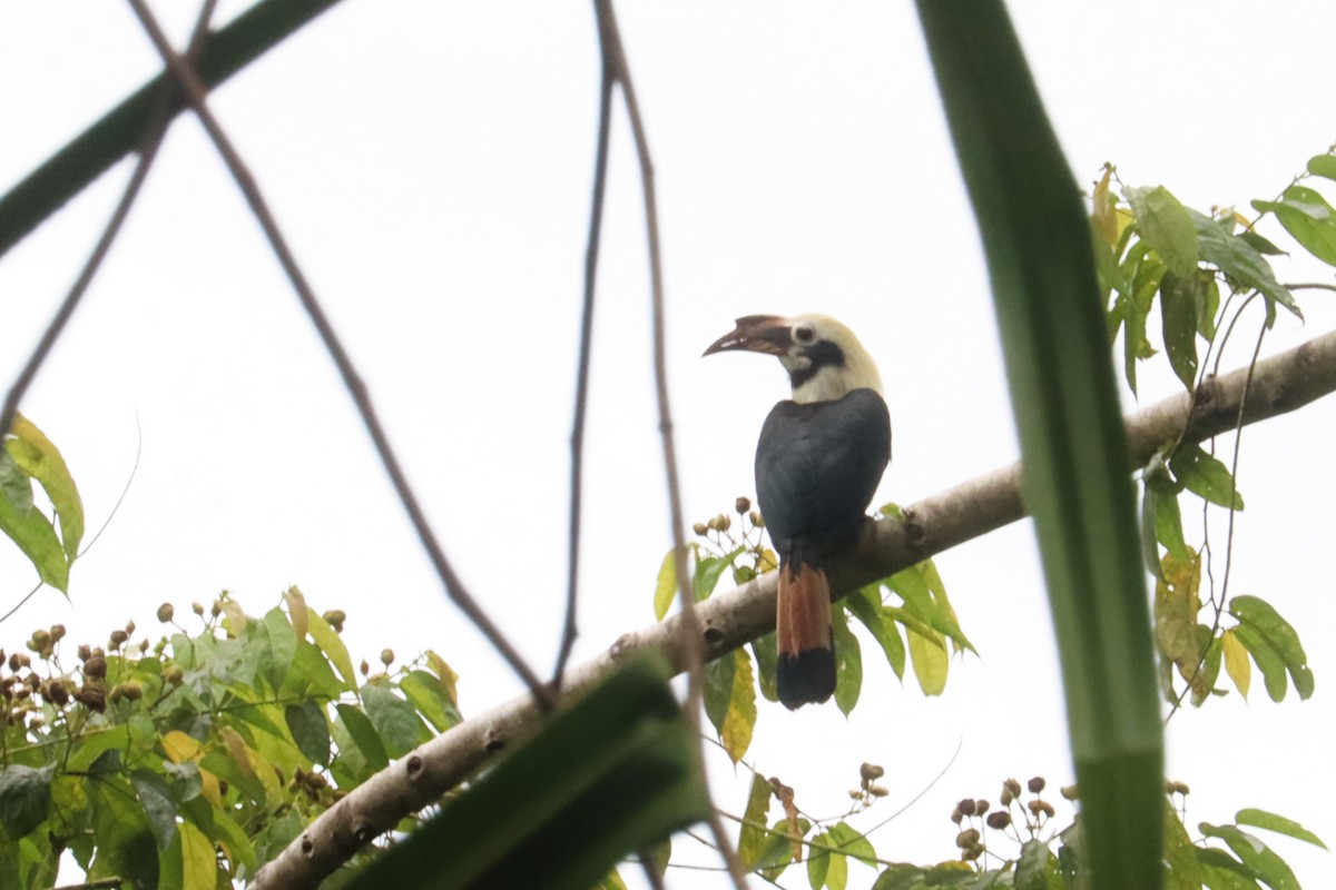 Mindanao Hornbill - ML638294946