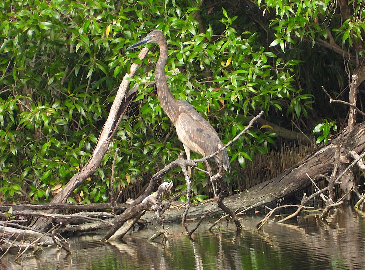 Great-billed Heron - ML638294947