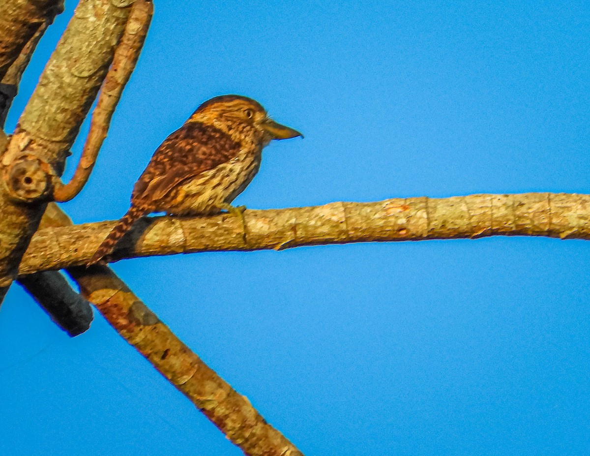 Eastern Striolated-Puffbird (torridus) - ML638294950