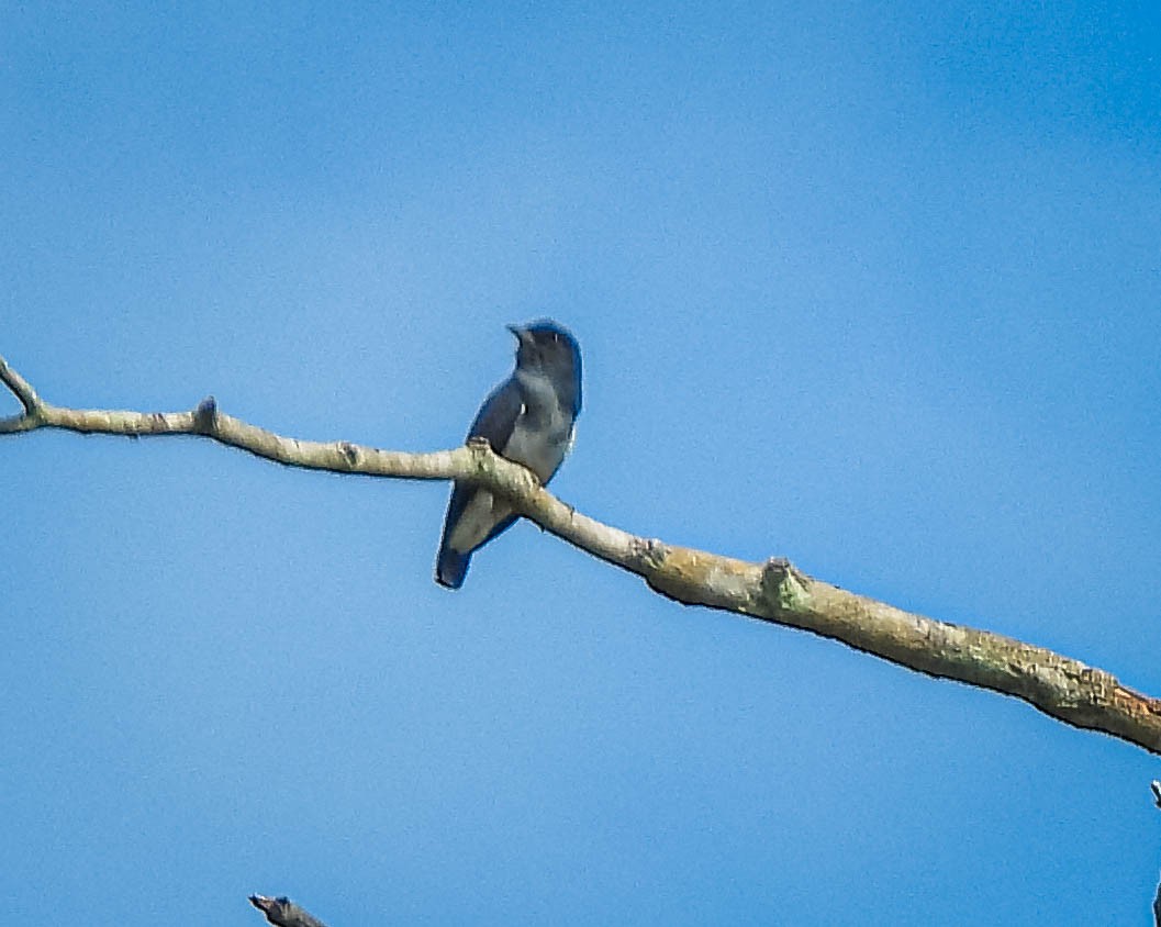 Swallow-winged Puffbird - ML638294951