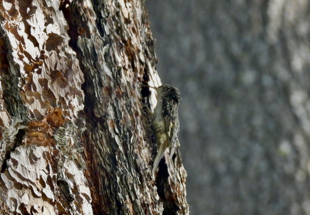 Brown Creeper - ML638294952