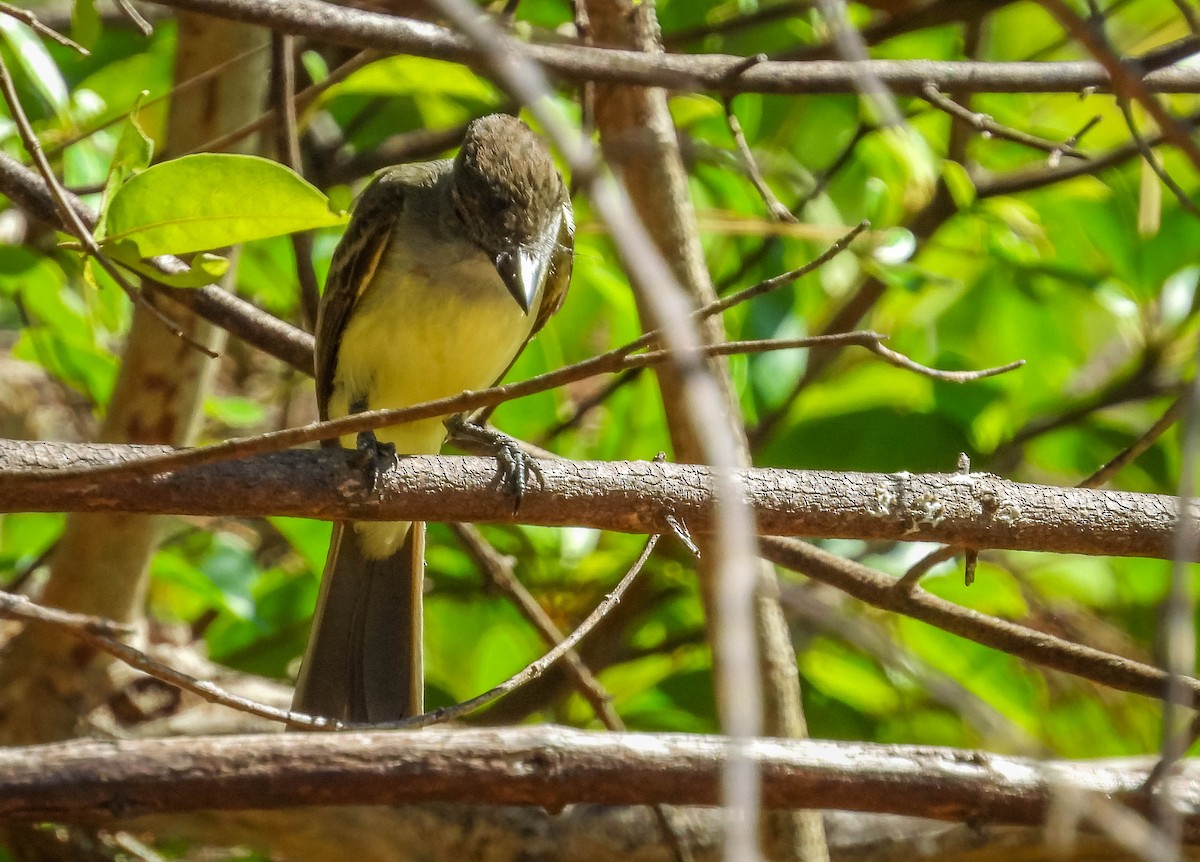 Short-crested Flycatcher - ML638294961