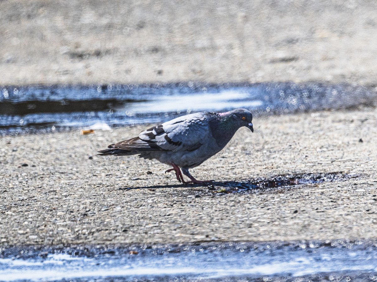 Rock Pigeon (Feral Pigeon) - ML638294962