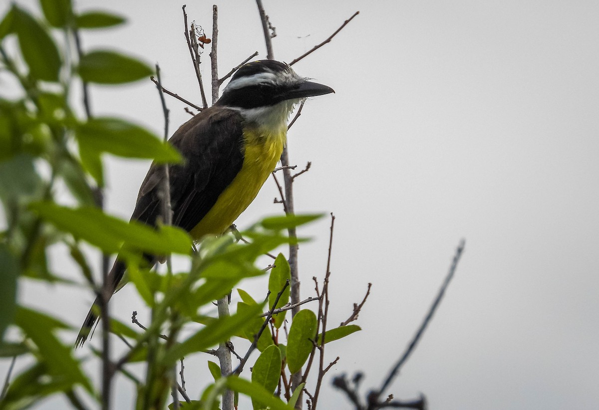 Great Kiskadee - ML638294964