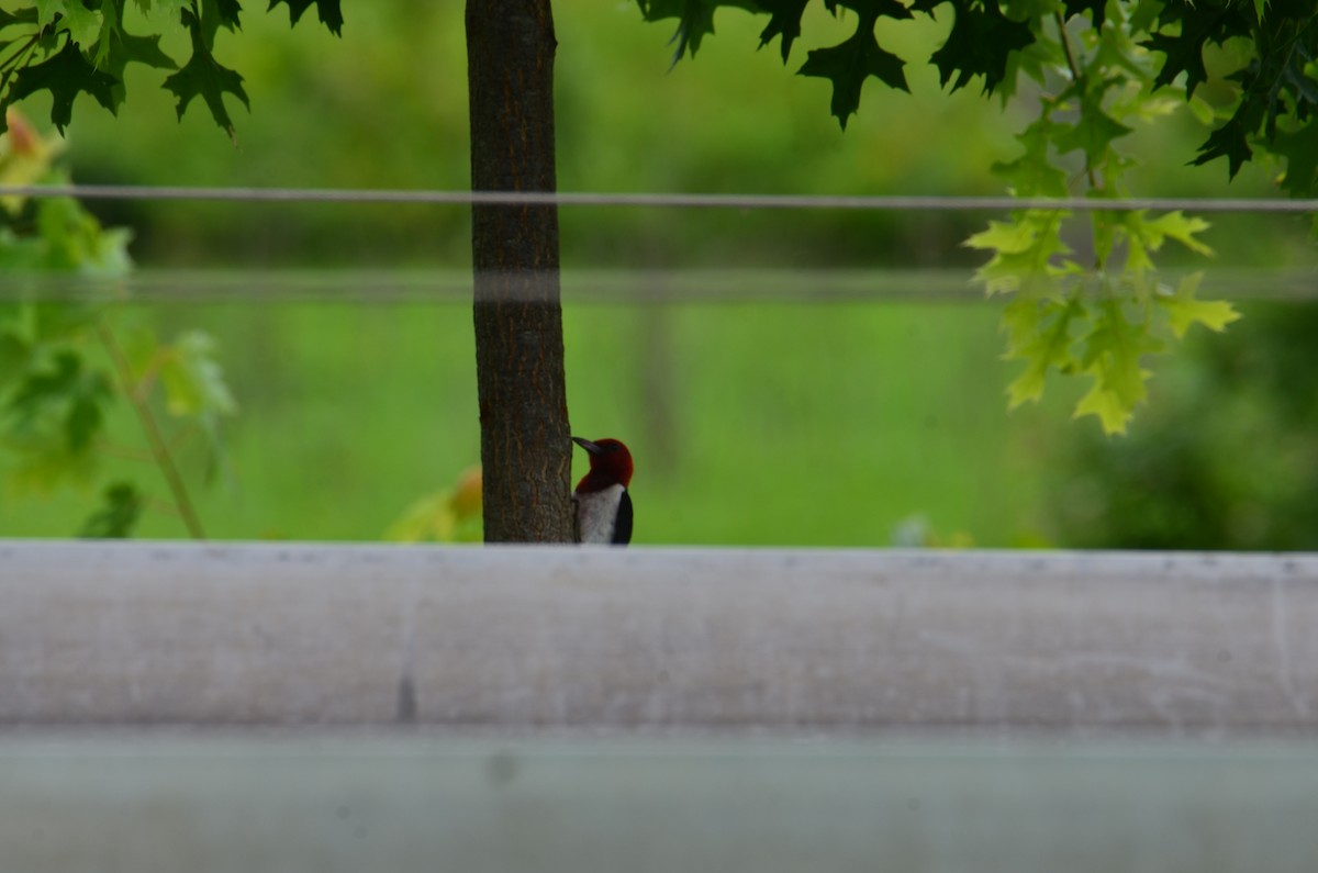 Red-headed Woodpecker - ML638294966