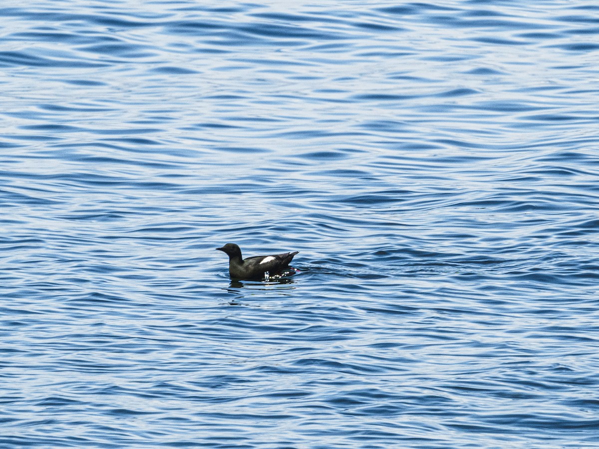 Black Guillemot - ML638294968