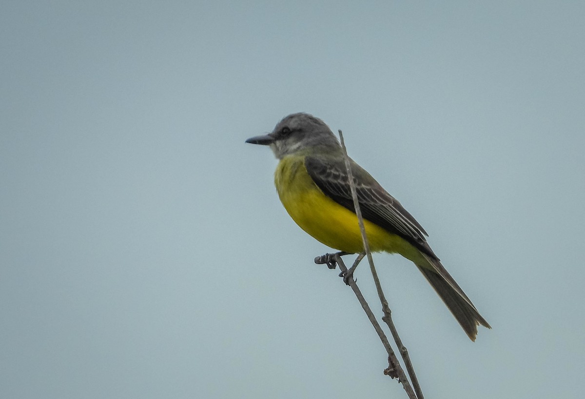 Tropical Kingbird - ML638294971