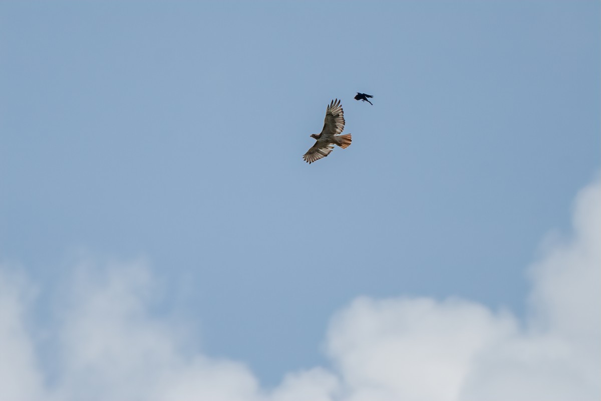 Red-tailed Hawk - ML638294981