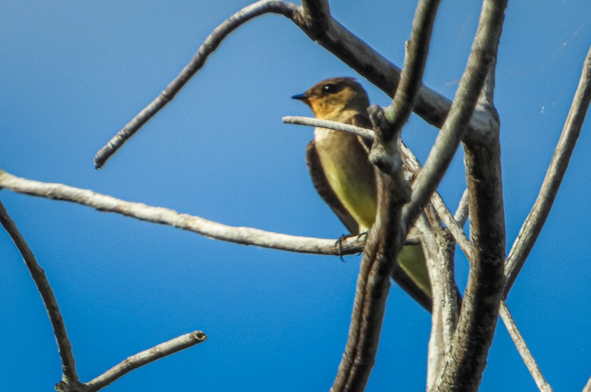 Southern Rough-winged Swallow - ML638294988