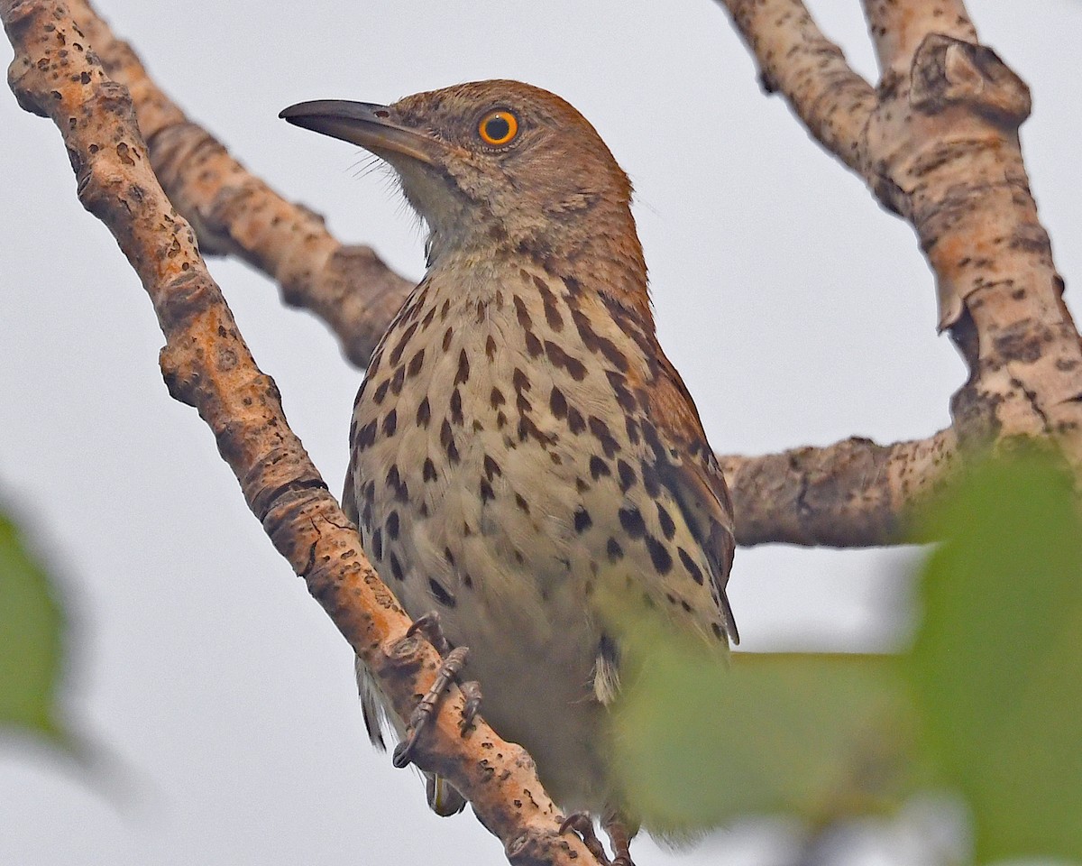 Brown Thrasher - ML638294994
