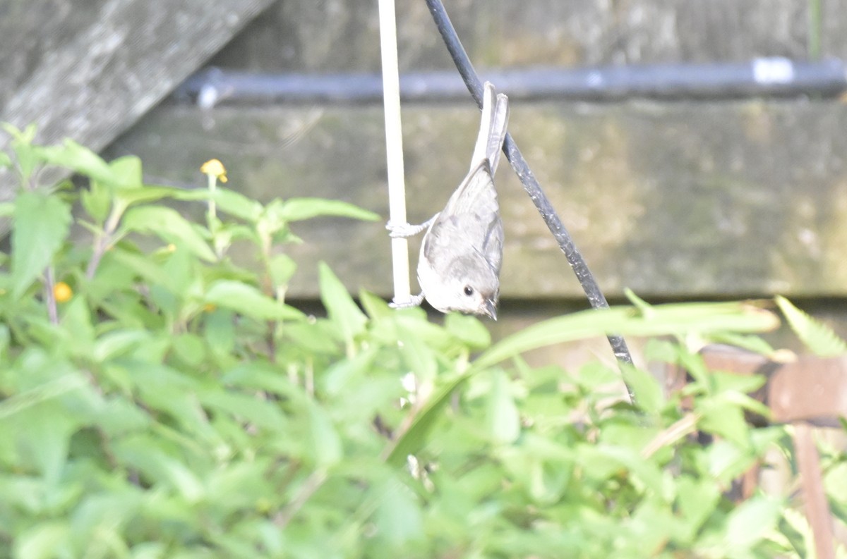 Tufted Titmouse - ML638294997