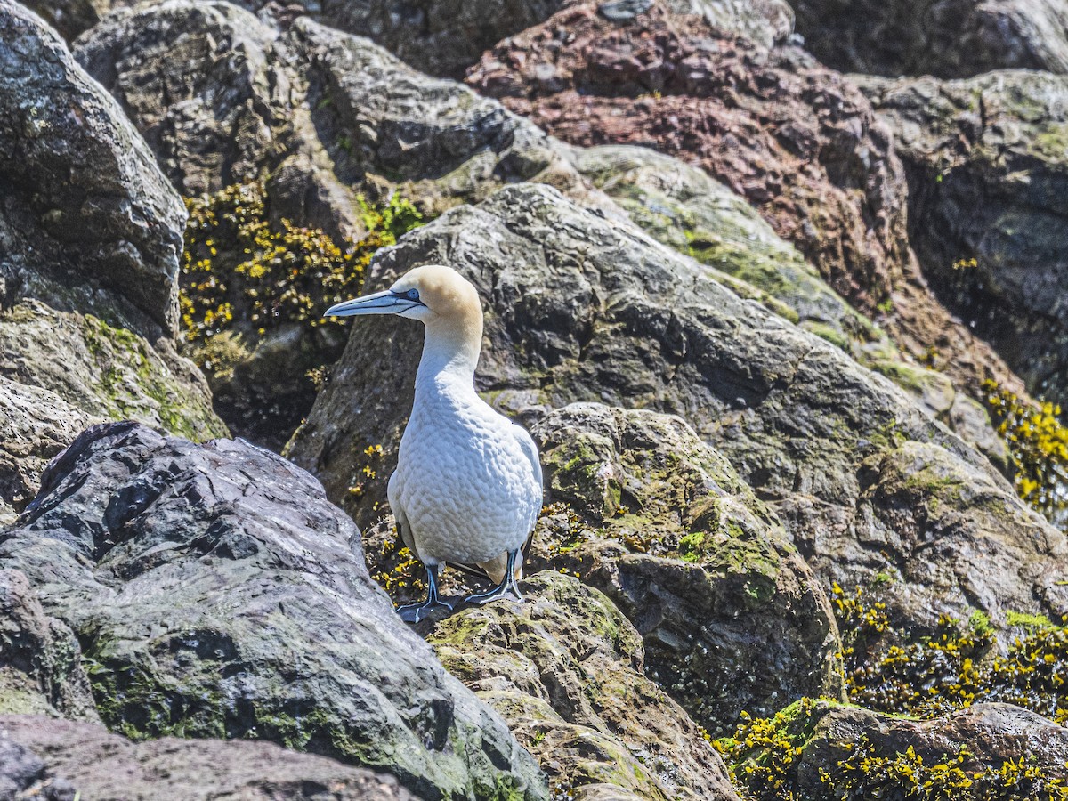 Northern Gannet - ML638295001