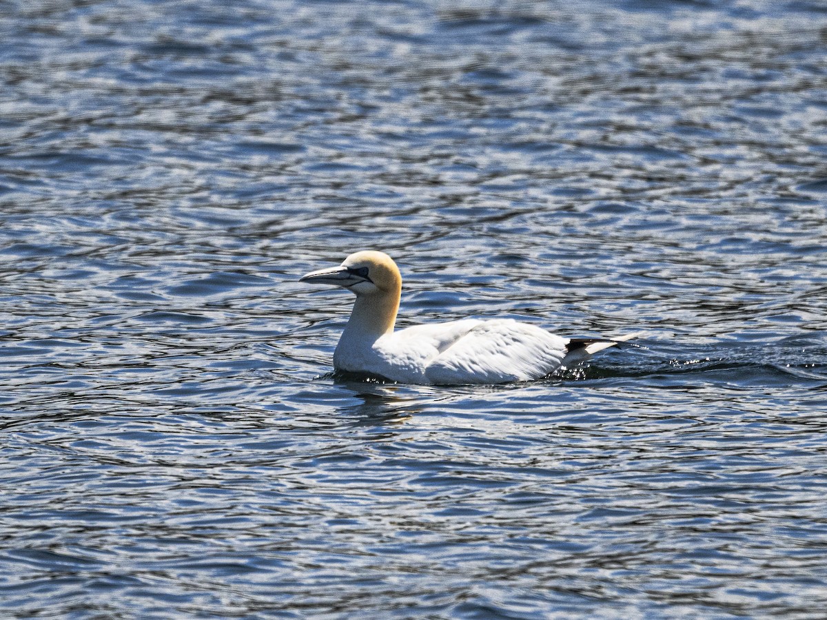 Northern Gannet - ML638295002