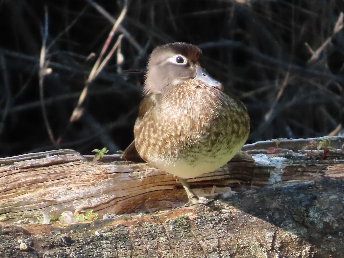 Wood Duck - ML638295003