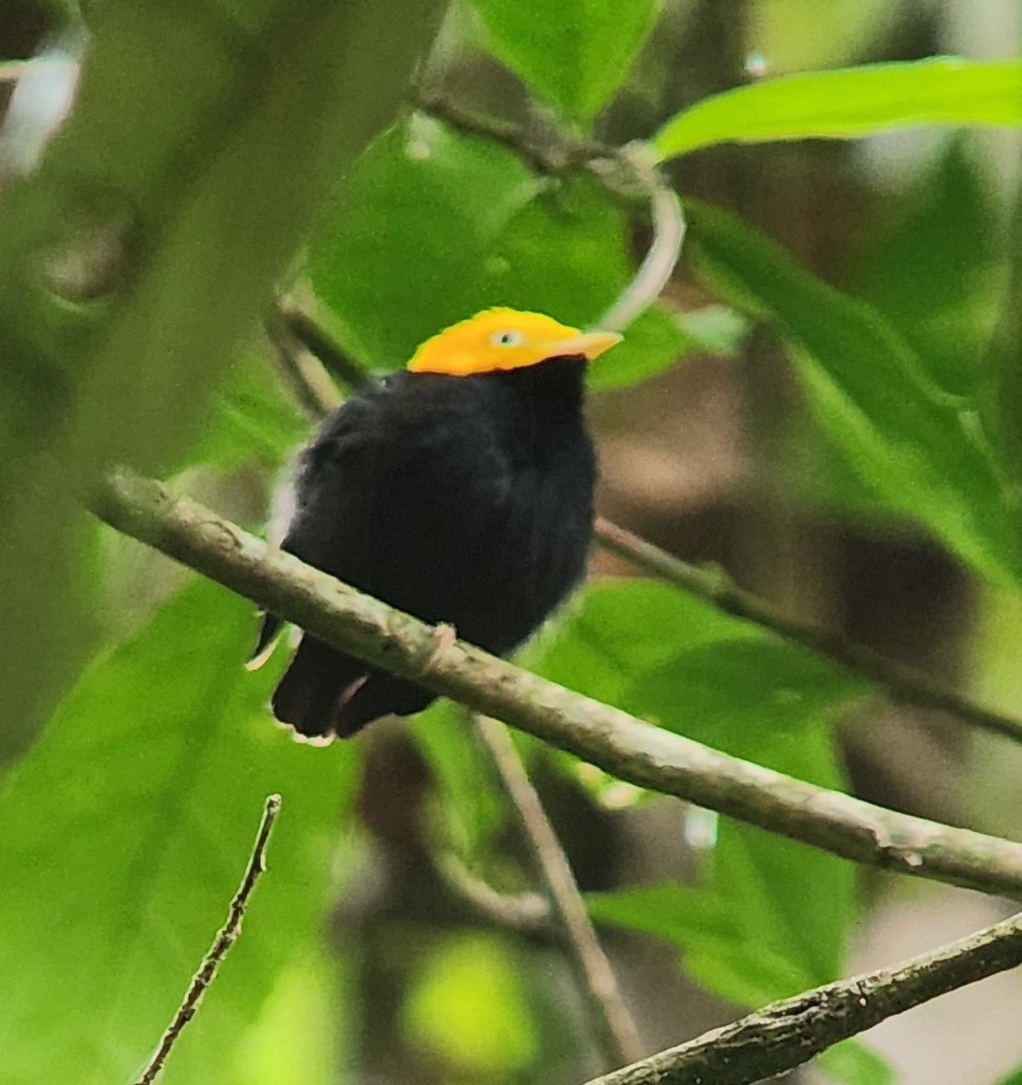 Golden-headed Manakin - ML638295010