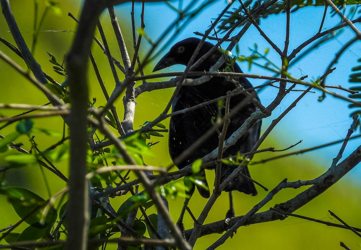 Giant Cowbird - ML638295011