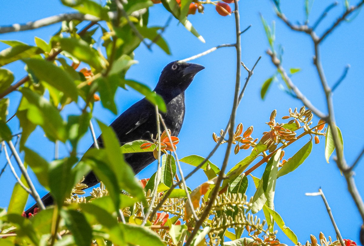 Giant Cowbird - ML638295012